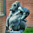 Sök efter gorilla kort Djur