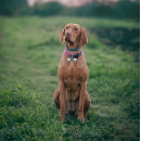 Sök efter hundsaker Valp