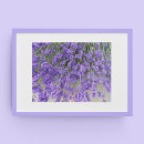 Sök efter lavendelblommigt posters Människor (allmänt)