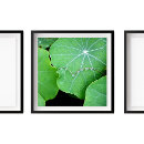 Sök efter vatten fotografi Naturfotografi