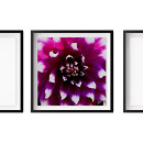 Sök efter rosa dahlia Trädgård