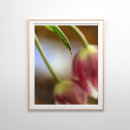 Sök efter blomstrar posters Rosa