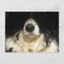 Sök efter närbild vykort Hund