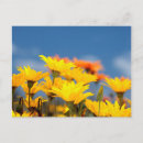 Sök efter daisyblommor Tusenskönor