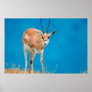 Sök efter antilop posters Fauna