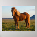 Sök efter icelandiskt posters Ponny