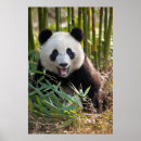 Sök efter jätte panda posters Björn