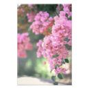 Sök efter bougainvillea posters Blommor