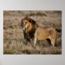 Sök efter lions posters Safari