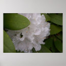 Sök efter rhododendron posters Natur