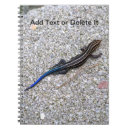 Sök efter skink Natur