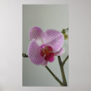 Sök efter rosa orchid posters Foto