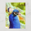 Sök efter peafowl vykort Blå