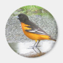 Sök efter baltimore oriole Orioler