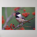 Sök efter adams posters Natur