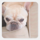 Sök efter soffa klistermärken Inomhus