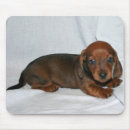 Sök efter tax Valpar