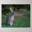 Sök efter rabbit posters Hare