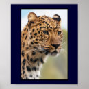 Sök efter däggdjur posters Leopard