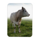 Sök efter ko magneter Gård