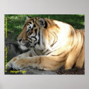 Sök efter bengal tiger posters Vilt