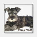 Sök efter mini schnauzer Söt