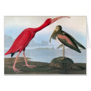 Sök efter ibis fågel Fågelmålning