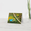 Sök efter morpho kort Fotografi