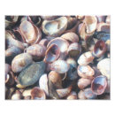 Sök efter snäcka posters Båt