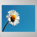Sök efter himmel posters Blommigt