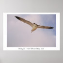 Sök efter fiskmås i flyg konst Fåglar