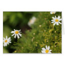 Sök efter mång region Blommor