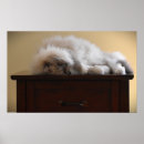 Sök efter öga posters Katt