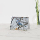 Sök efter bluejay Fåglar