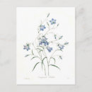 Sök efter campanula Botaniskt