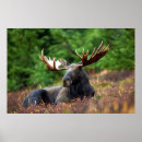 Sök efter älgar posters Antlers