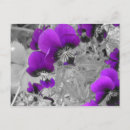 Sök efter lilor på svart vykort Blomma