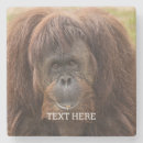 Sök efter orangutan fotografi Orangutaner