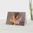 Sök efter förtjusande hund fotografi Fotografi av sällskapsdjur