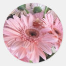 Sök efter rosa gerbera fotografi Natur