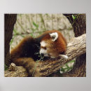 Sök efter pandas posters Människor (allmänt)