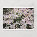 Sök efter clematis vykort Blommor