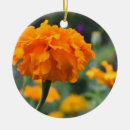 Sök efter växter julgransprydnader Blommigt