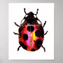 Sök efter ladybugs posters Natur