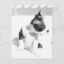 Sök efter boston terrier fotografi Äta
