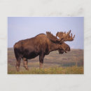 Sök efter älgar vykort Denali nationalpark