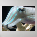 Sök efter bläckfisk fotografi Hav