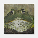 Sök efter groda magneter Bullgros