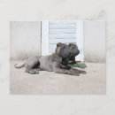 Sök efter kinesisk shar pei vykort Valp