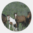 Sök efter mustang klistermärken Vild
